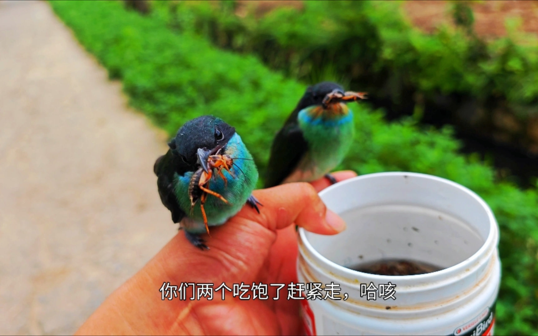 放生的蓝喉蜂虎,每天都要到处找这几个家伙喂饭!哔哩哔哩bilibili