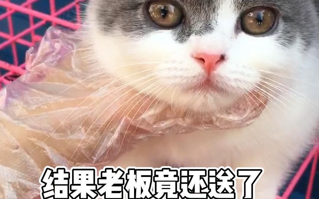 猫市淘猫老板还送一只丑东西哔哩哔哩bilibili