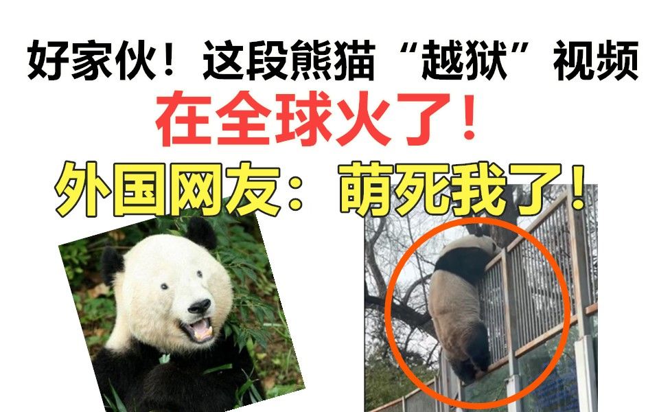 好家伙!这段北京熊猫“越狱”的视频,在全球火了!外国网友:萌死我了!哔哩哔哩bilibili