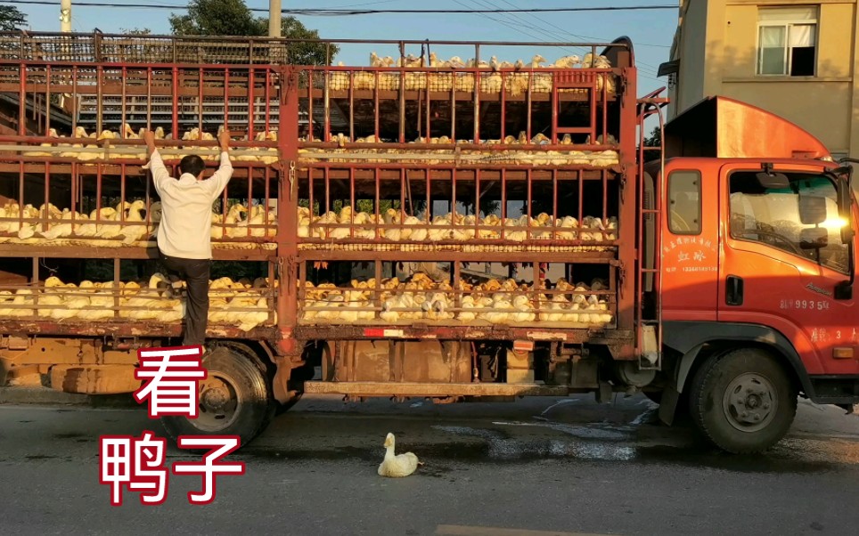 小鸭子嘎嘎嘎嘎嘎嘎