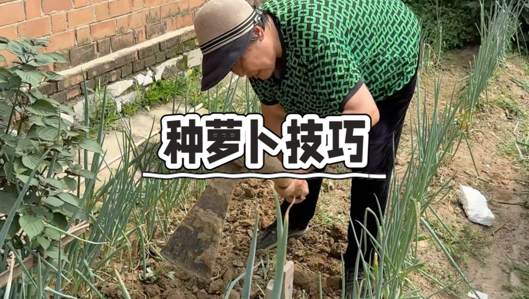 冰糖水果萝卜种植小技巧来喽，家人们一定要学起来。#种菜#种植水果萝卜