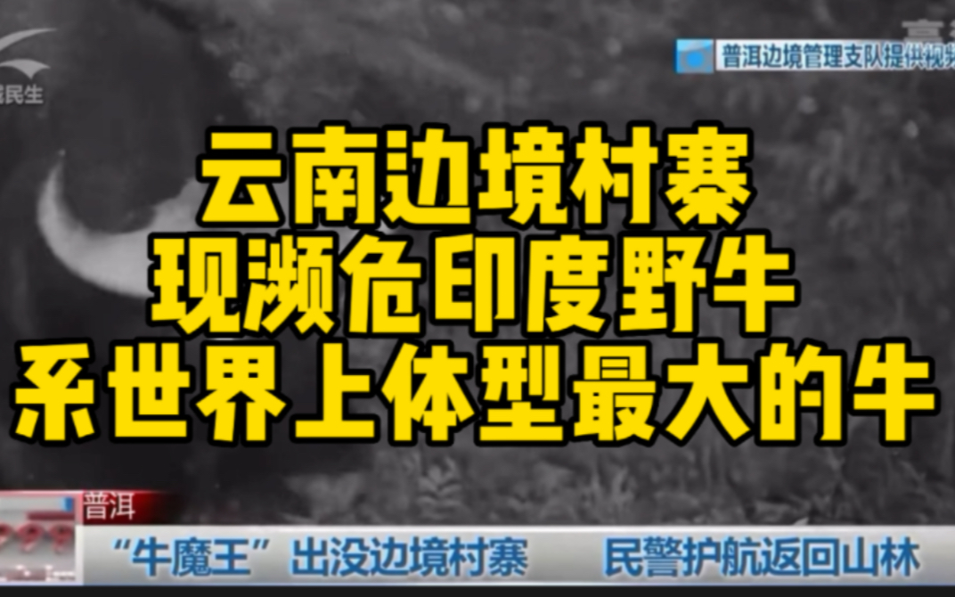 云南边境现濒危印度野牛 系世界上体型最大的牛哔哩哔哩bilibili