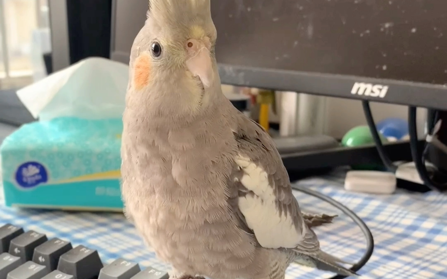 玄凤/原始灰/初来乍到～_哔哩哔哩_bilibili