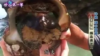 传说中的夜光贝 日本夜光贝street Food In Japan 哔哩哔哩 Bilibili