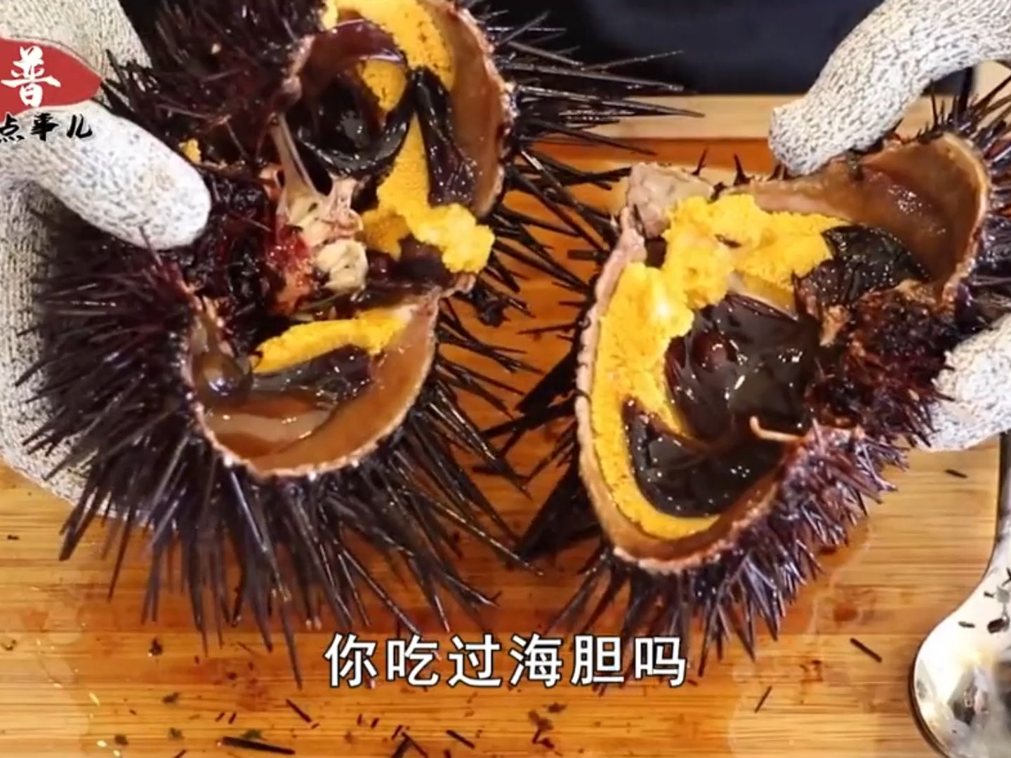 海胆的天敌出现了,吃海胆就像吃脆脆角一样,一口一个嘎滋脆