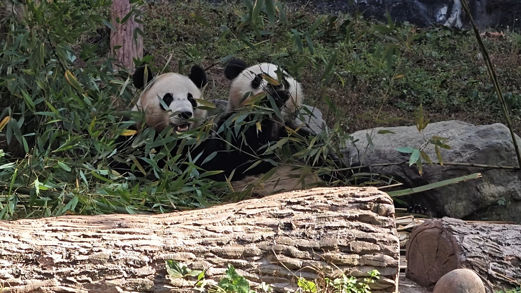 巢天骄和墩墩吃竹子