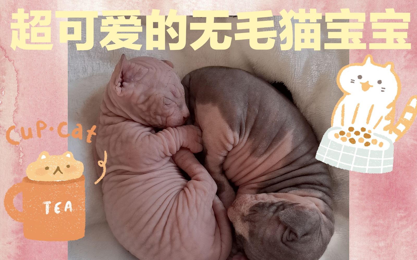 【无毛猫】超可爱的无毛猫宝宝!渣男猫变身好爸爸柔情守护宝宝~哔哩哔哩bilibili