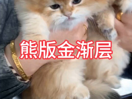 熊版金渐层真的是人见人爱啊
