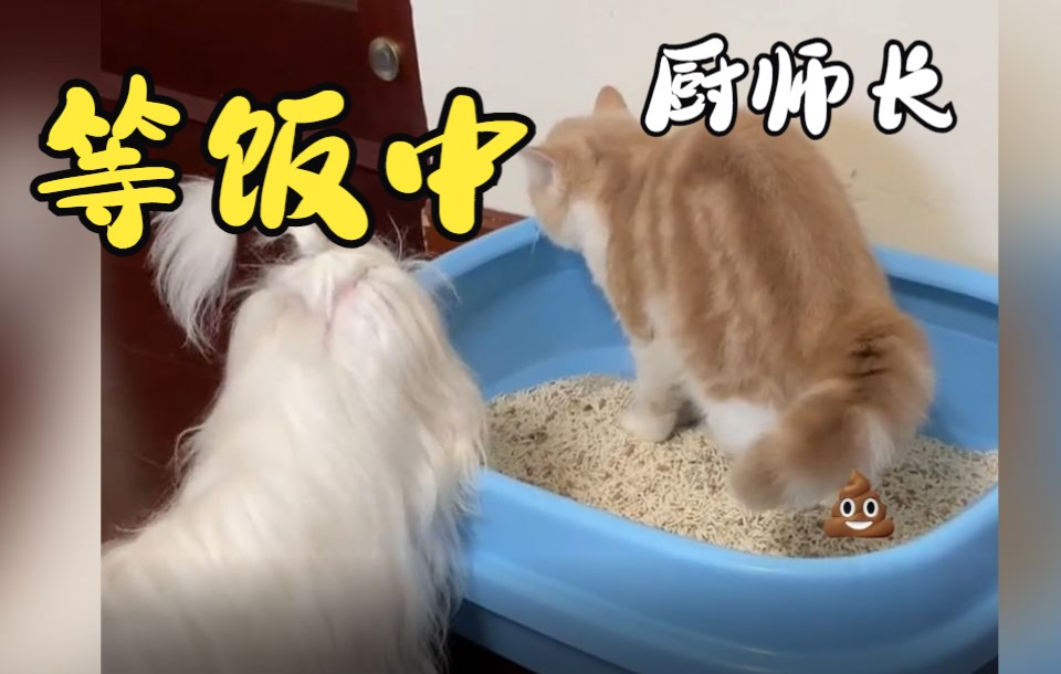 [图]“猫狗双全”是种怎么样的体验？