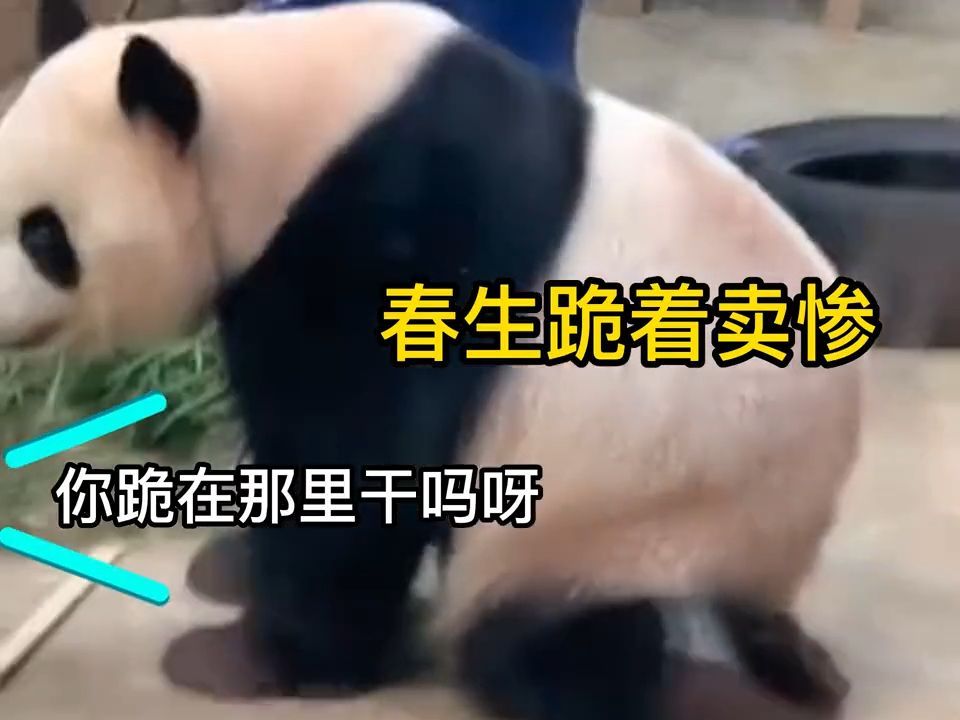 这只大熊猫当着游客的面,下跪2分钟,饲养员听后汗流浃背