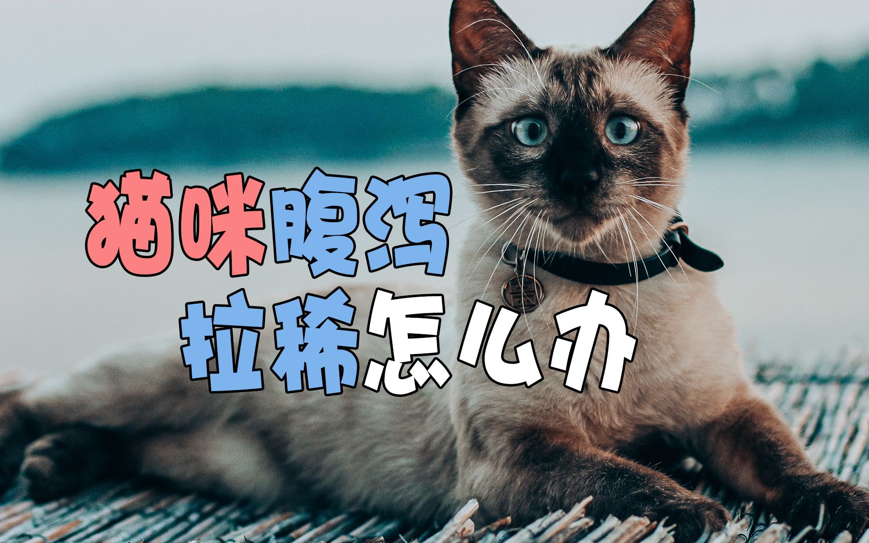 猫咪腹泻拉稀怎么办哔哩哔哩bilibili