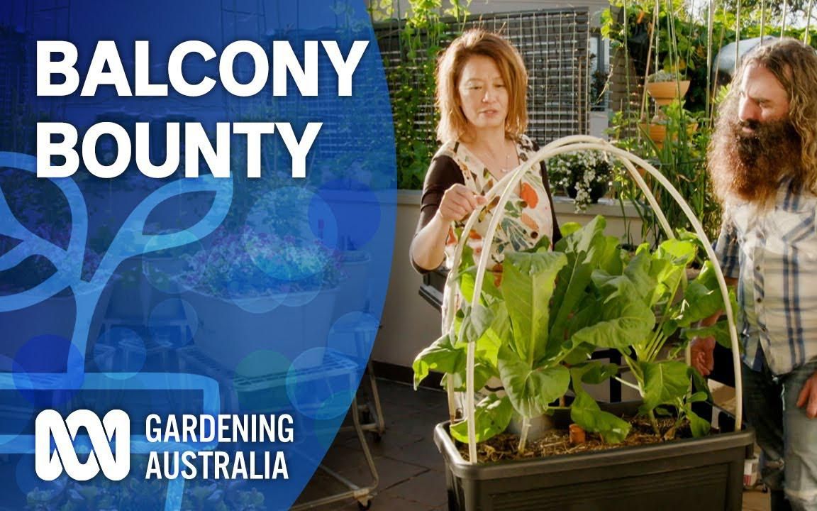 [中英双语]悉尼现代公寓露台上的小菜园兼花园堆肥生态循环 | Balcony Bounty Indoor Plants And Balcony Gardens哔哩哔哩bilibili