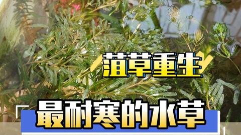 夏季枯死的水草又活了 堪称冬季最耐寒的水草正式重生 耐寒水草菹草石芽萌芽 水面结冰仍可正常生长的水草 冬天不用加温 专门喜欢低温的水草 菹草视频介绍 鸫龟先生视频 哔哩哔哩