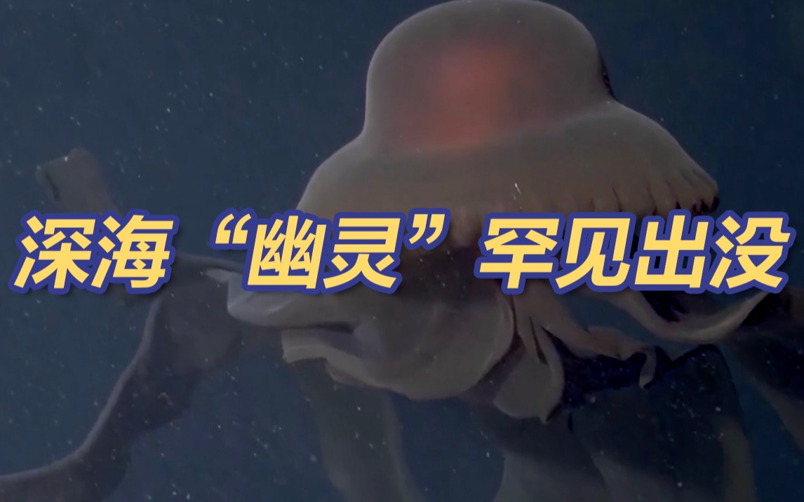 如巨型幽灵!南极洲深海惊现罕见冥河水母