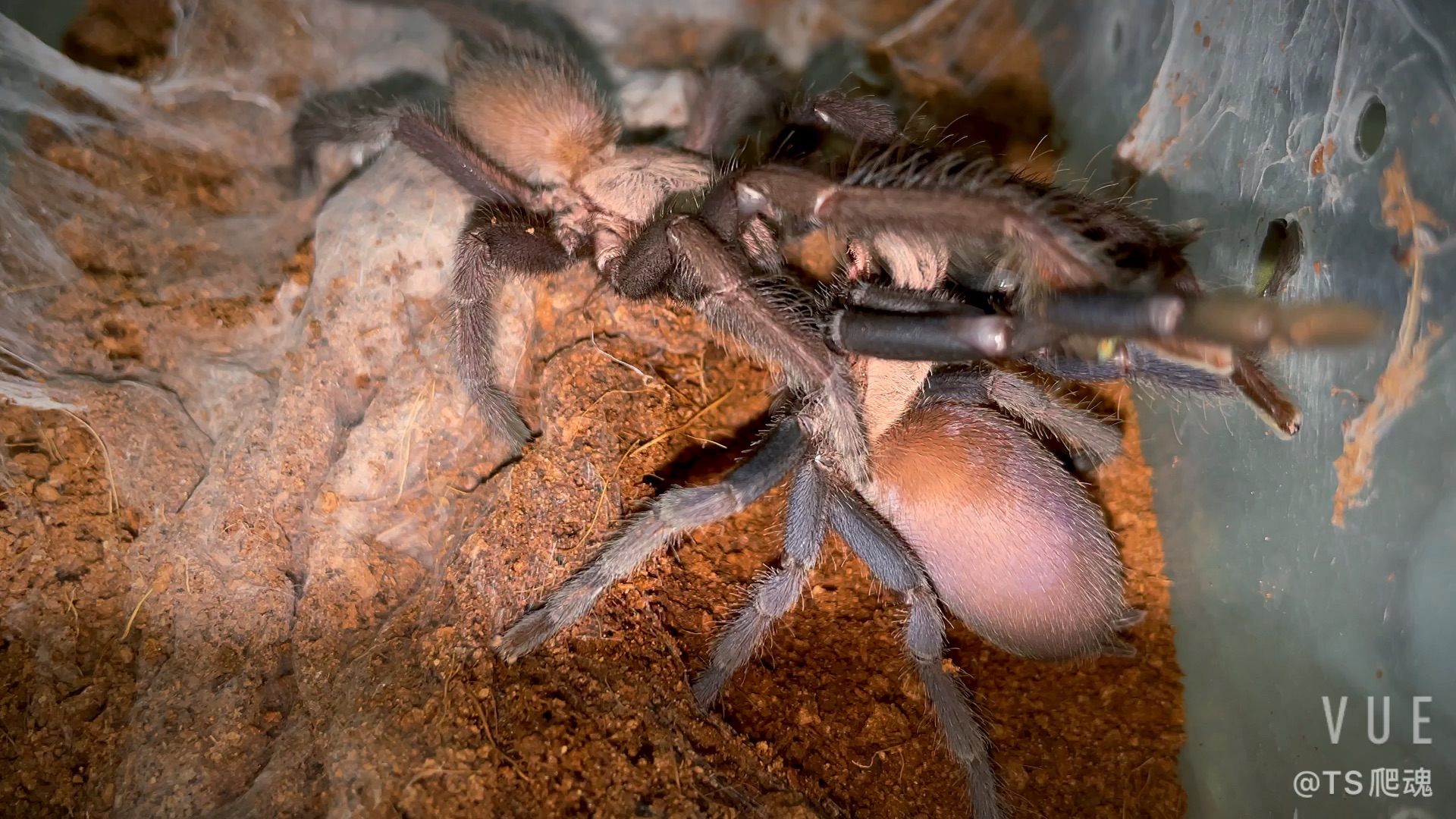 [图]Selenocosmiinae sp. Kordilleran 科迪勒拉粉背交配