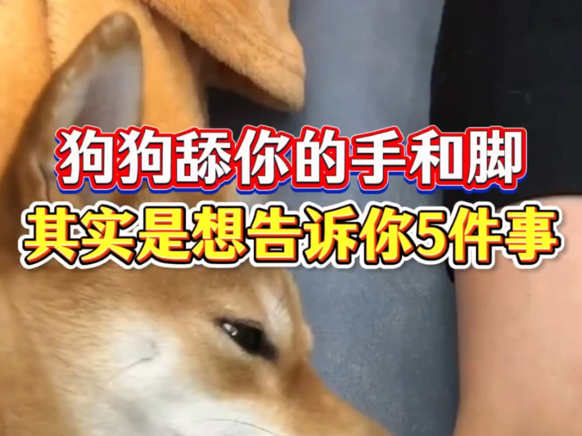 狗狗舔你的手和脚，其实是想告诉你5件事