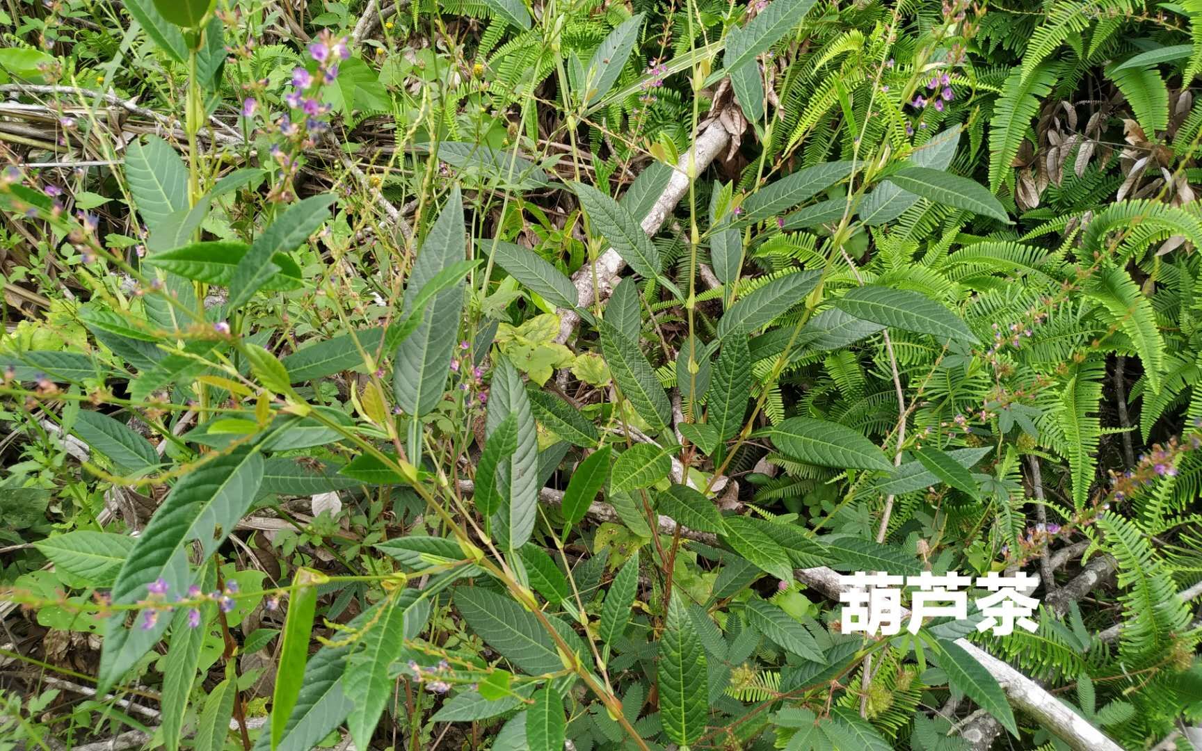 葫芦茶用处多,会用的是宝不认识的是杂草,一起来认识下这条盐鱼.