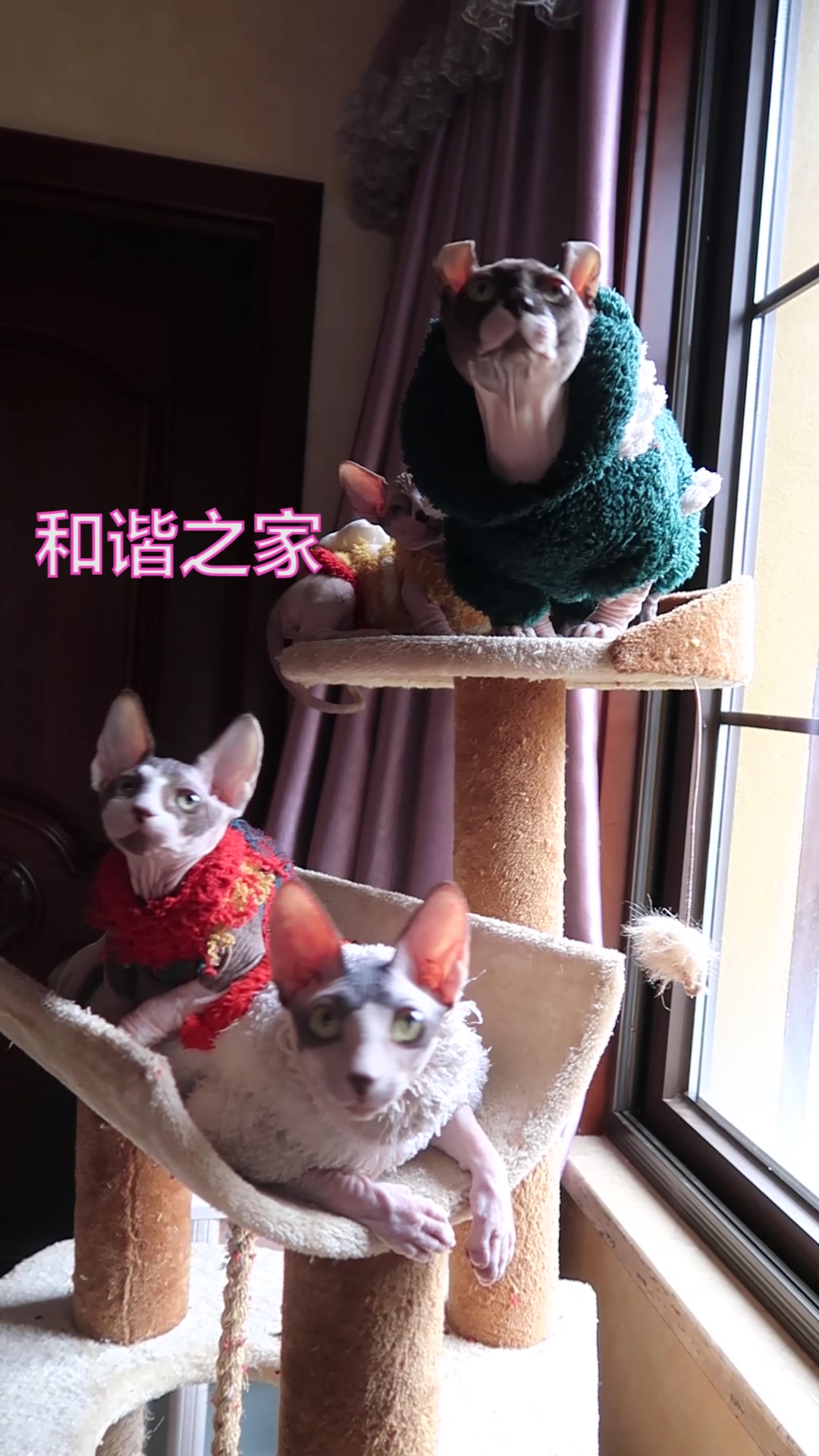 无毛猫和谐之家,矮脚爸爸生出长脚儿子,难道?哔哩哔哩bilibili