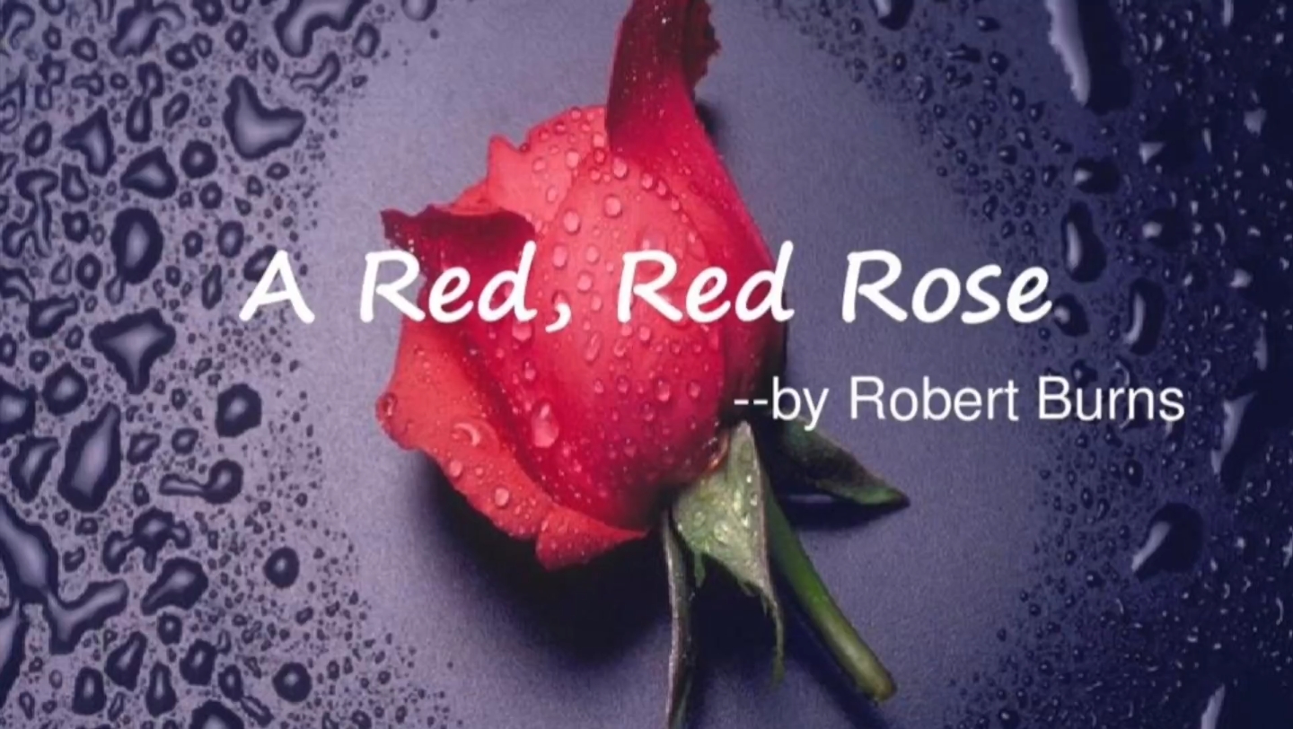 罗伯特彭斯的a red red rose: 可能是世界上最出名的一朵红玫瑰