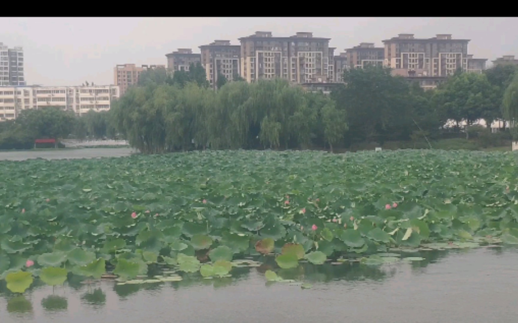 [图]接天莲叶无穷碧，迎风荷叶抚人心。十年前这块还是一片麦田，周围也是平房和田地，现在楼盘都是五六千一平。农民都去打工了。房子空置率也不低，农村小院子又成了香饽