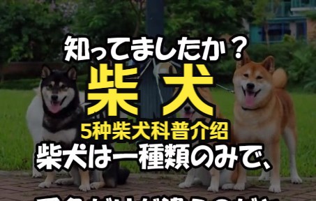 【日本5种柴犬科普】柴犬全5种类の柴犬が存在します面白い特徴をもった柴犬とは哔哩哔哩bilibili