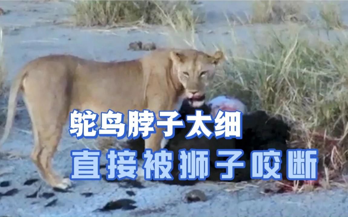 [图]鸵鸟被豹子和狮子捕猎，豹子虽然也能成功，但是狮子更加厉害