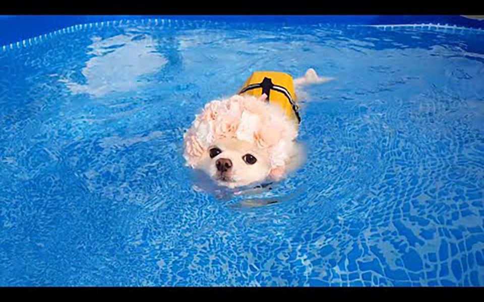 宠物vlog之擅长游泳的狗【韩国博美犬rudy&pongki】【搬什么搬运】