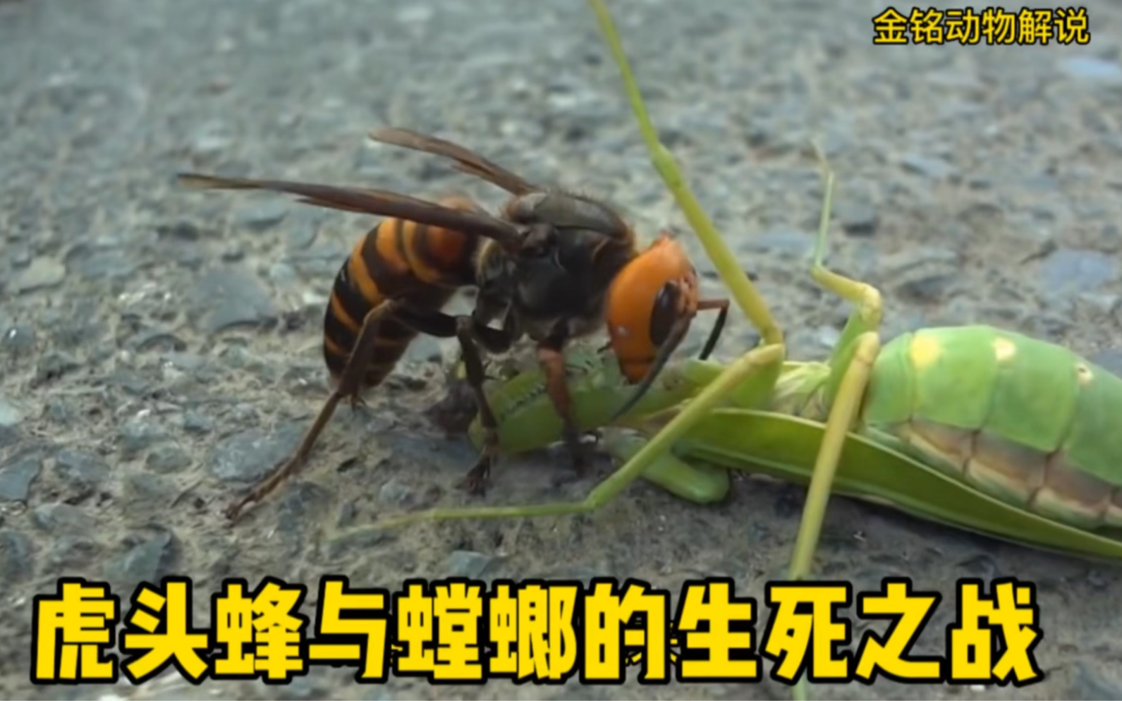 蚁狮vs螳螂图片