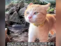 Download Video: 到底是谁在这样喂猫啊