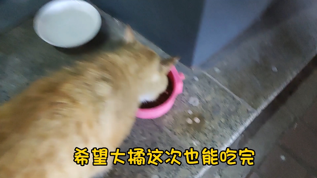 我和流浪猫的故事(四)哔哩哔哩bilibili