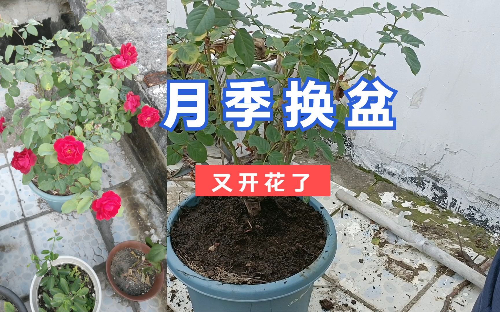 去年上盆的月季再换个更大更深的盆,换完盆一个月又开满花了哔哩哔哩bilibili