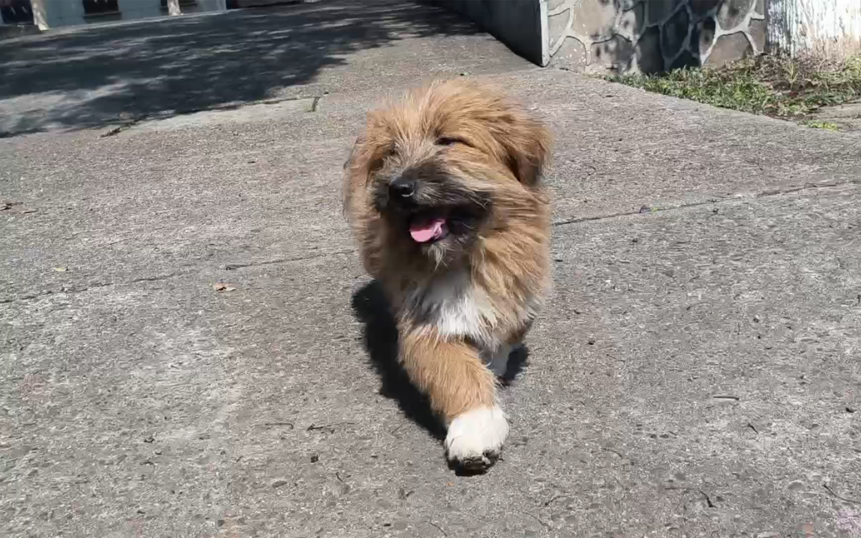 潦草小狗,拜拜啦!