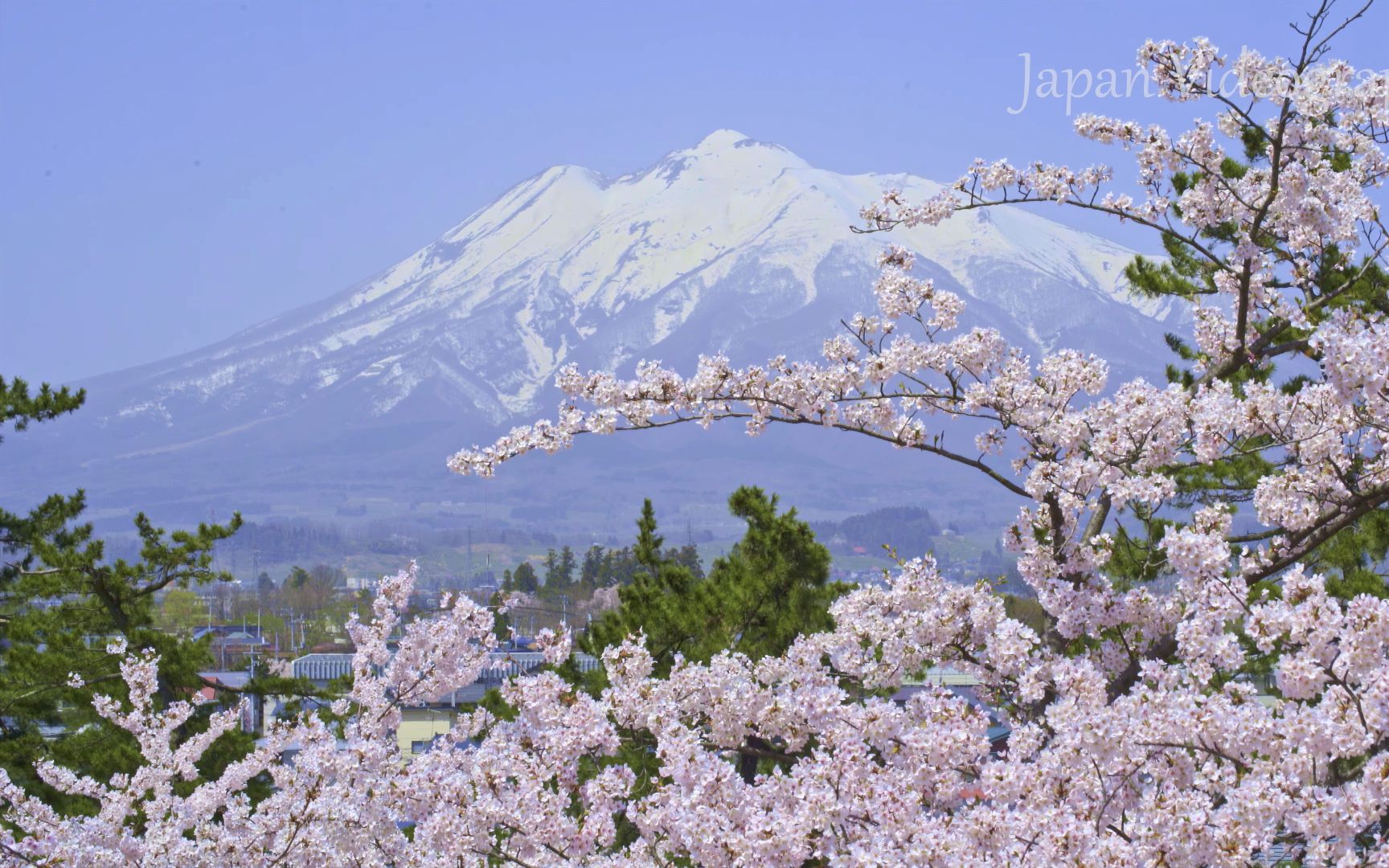 日本青森弘前公园令人惊叹的樱花景观[8k]_哔哩哔哩_bilibili