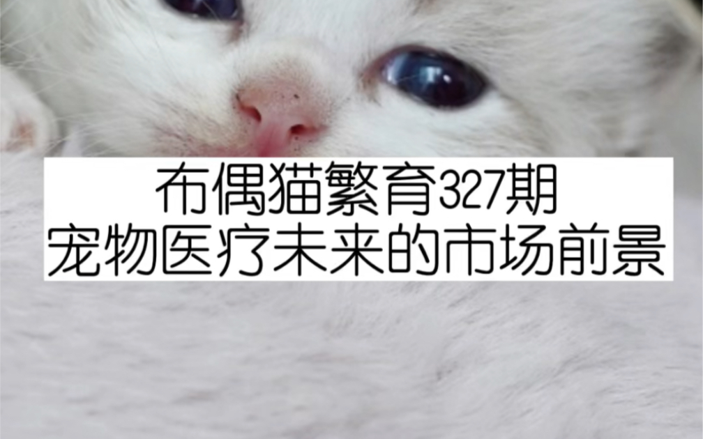 布偶猫繁育327期《宠物医疗未来的市场前景》哔哩哔哩bilibili