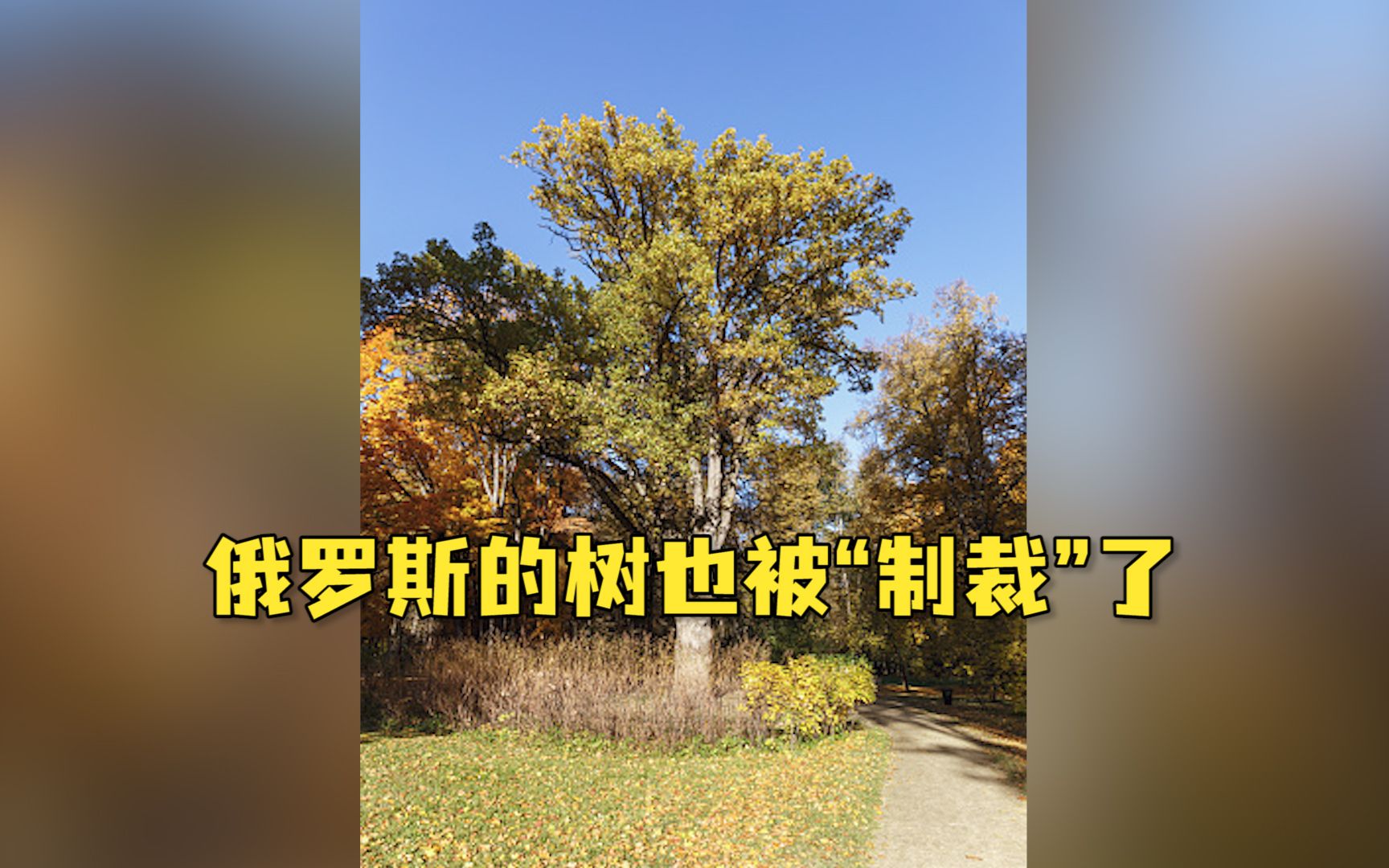 俄罗斯的树被制裁图片