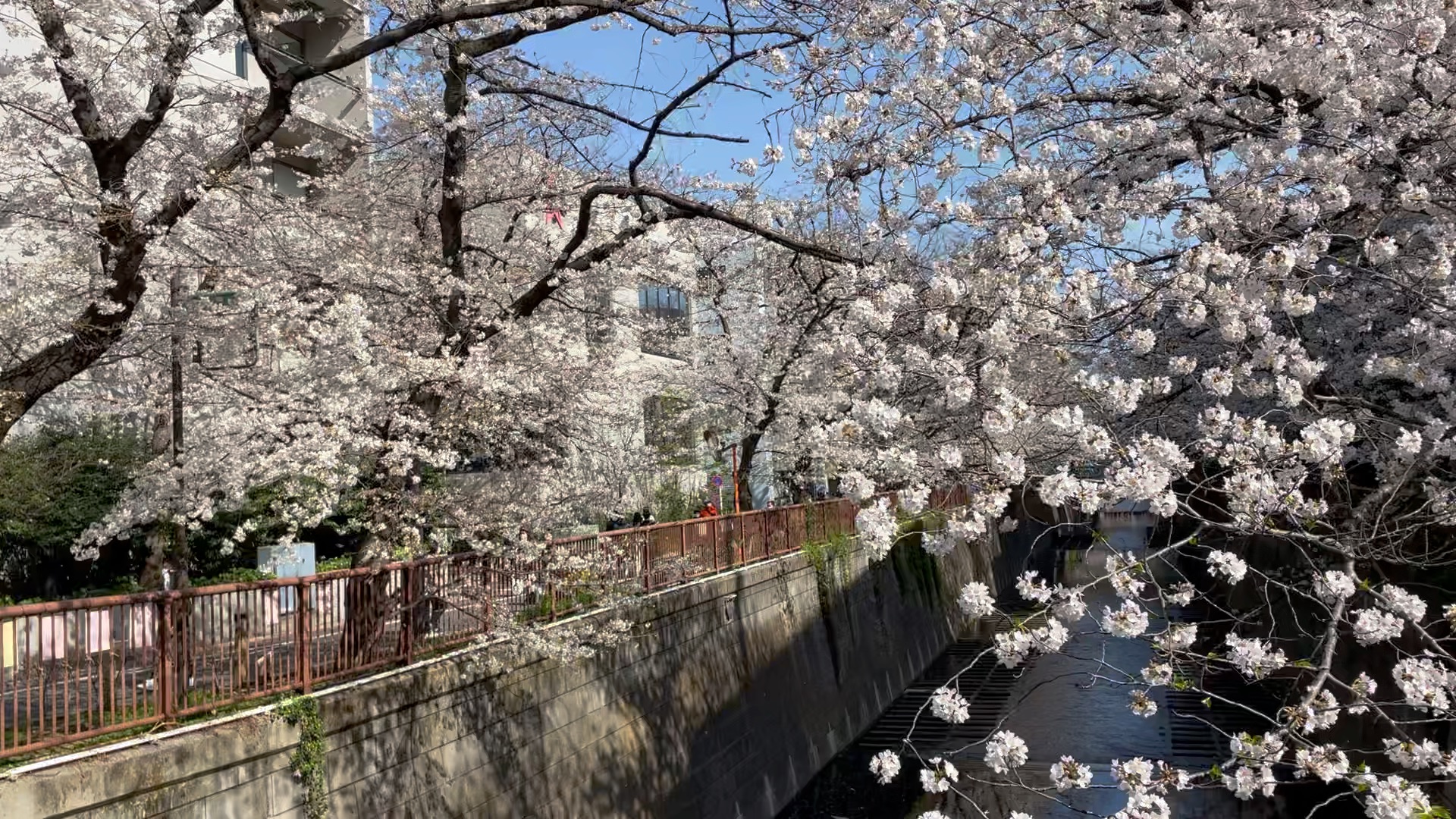 3.24 东京目黑川 樱花