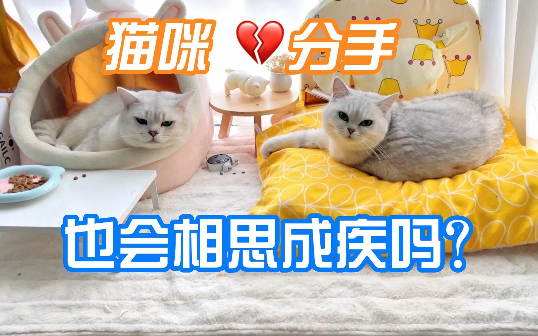 [图]猫咪分手也会相思成疾吗？