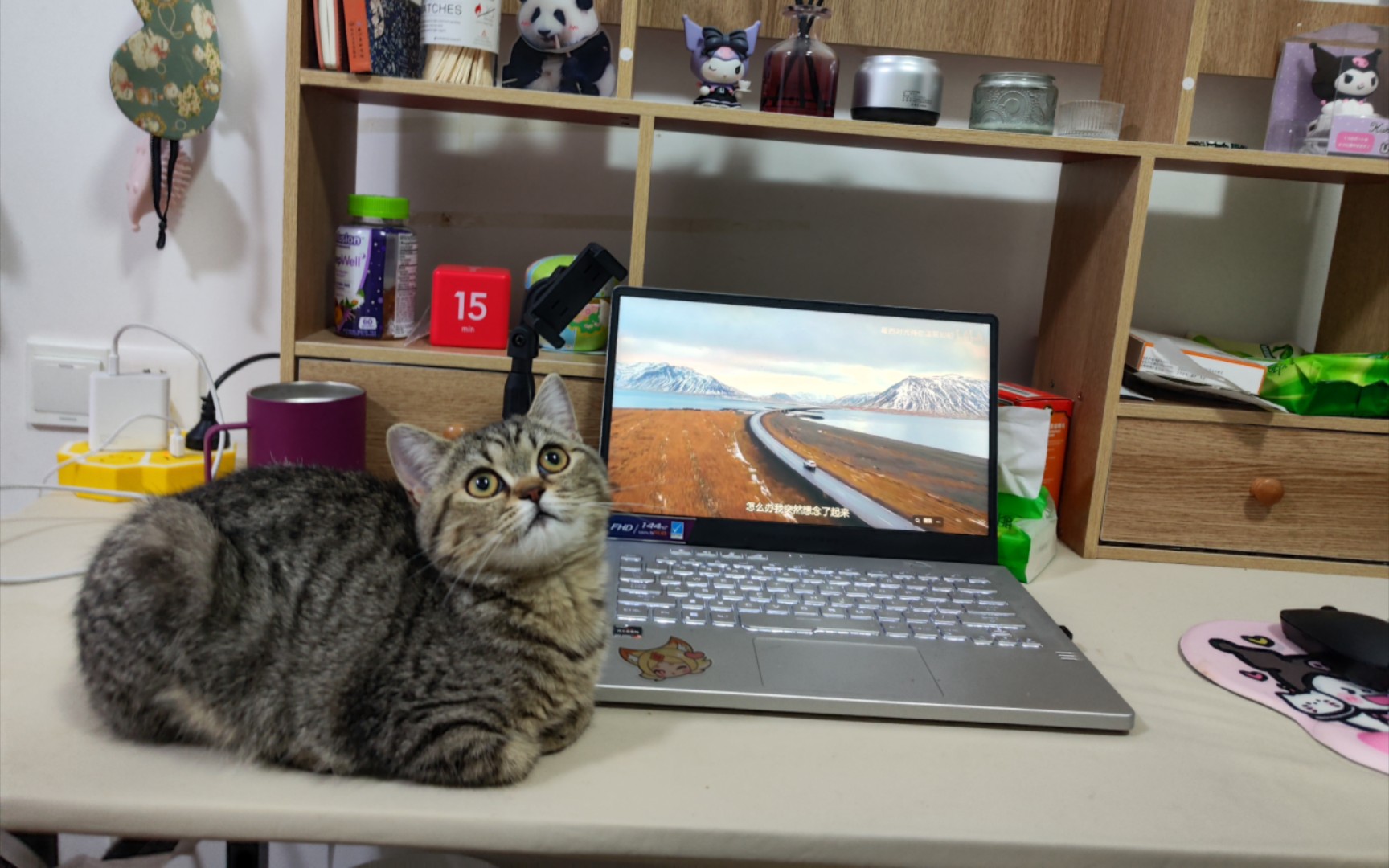 我的桌宠好可爱哦