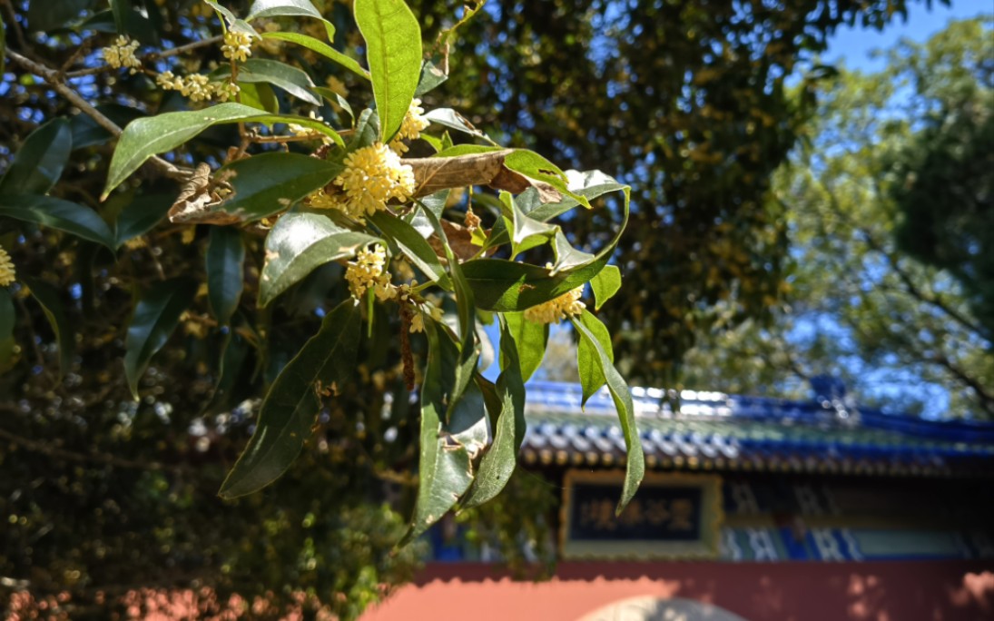 灵谷寺的桂花开好了