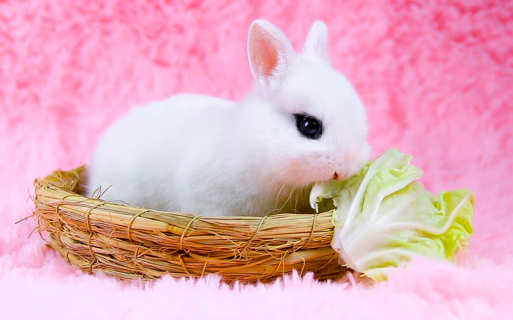 看小兔子吃东西居然把我看饿了!