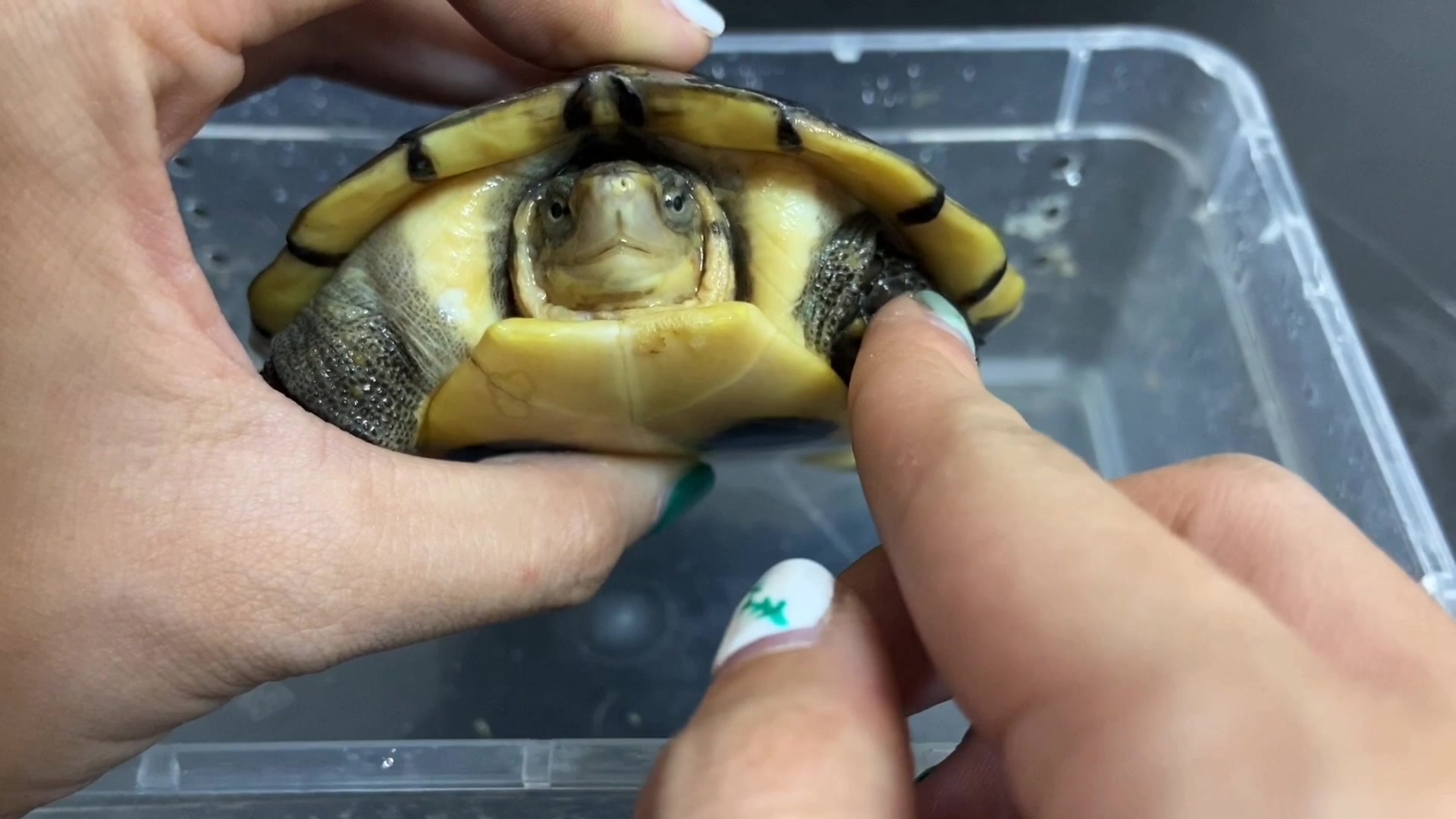 33元购买一只南石龟,收到货后发现是草龟,询问商家却说就是这个?