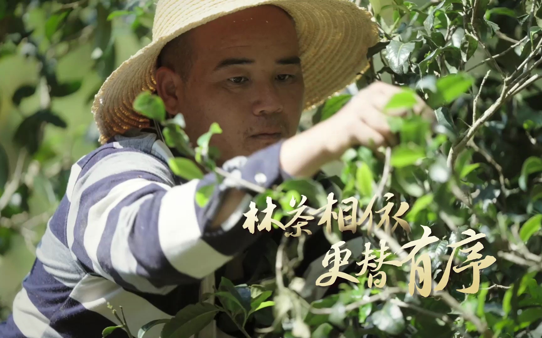 [图]“普洱景迈山古茶林文化景观”——林茶相依 更替有序