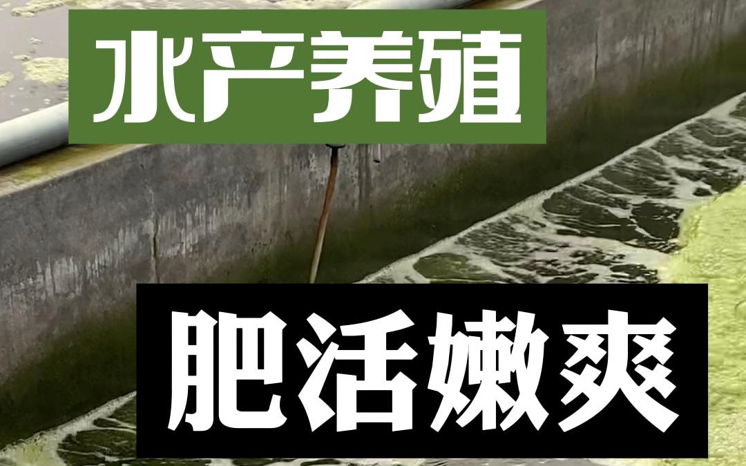 水产养殖好水的标准:肥、活、嫩、爽,水产技术员养殖车间实拍哔哩哔哩bilibili