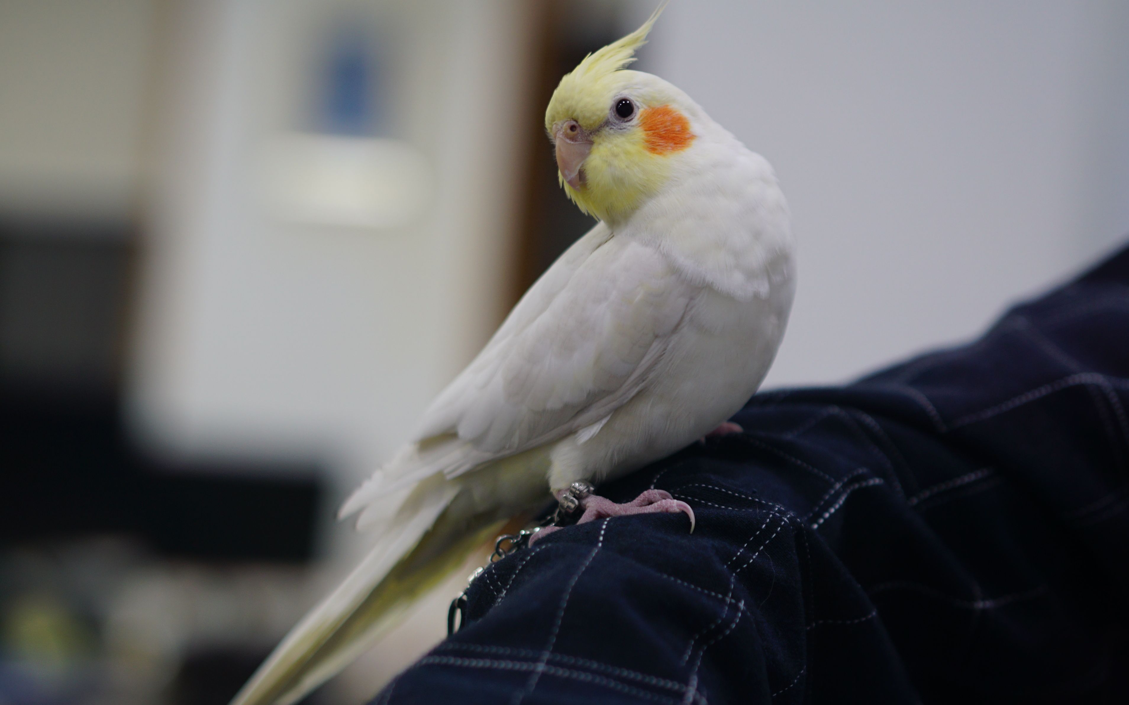 【玄凤】激萌!走地鸡的歪头杀78