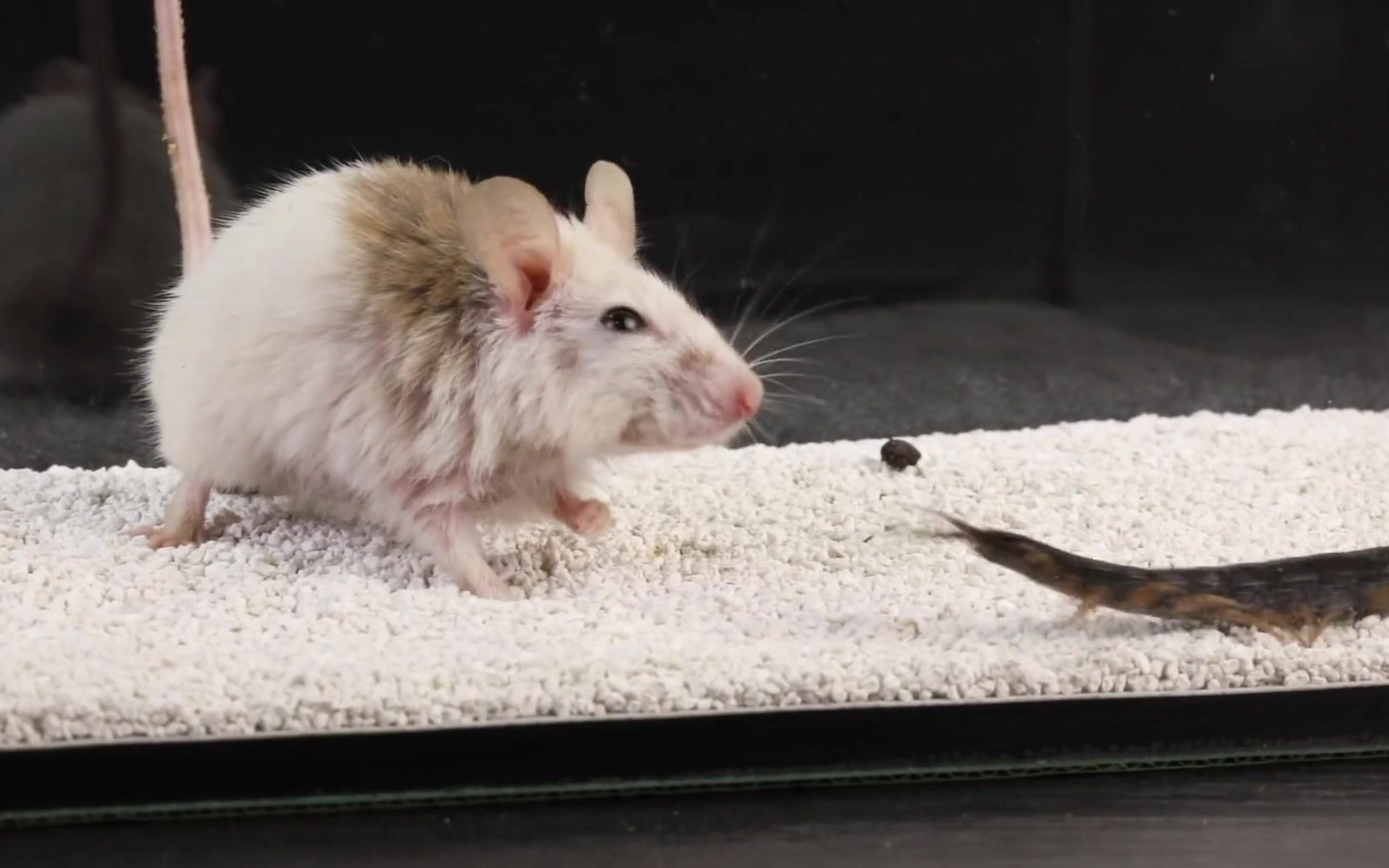 rat and mouse vs centipede_1080p