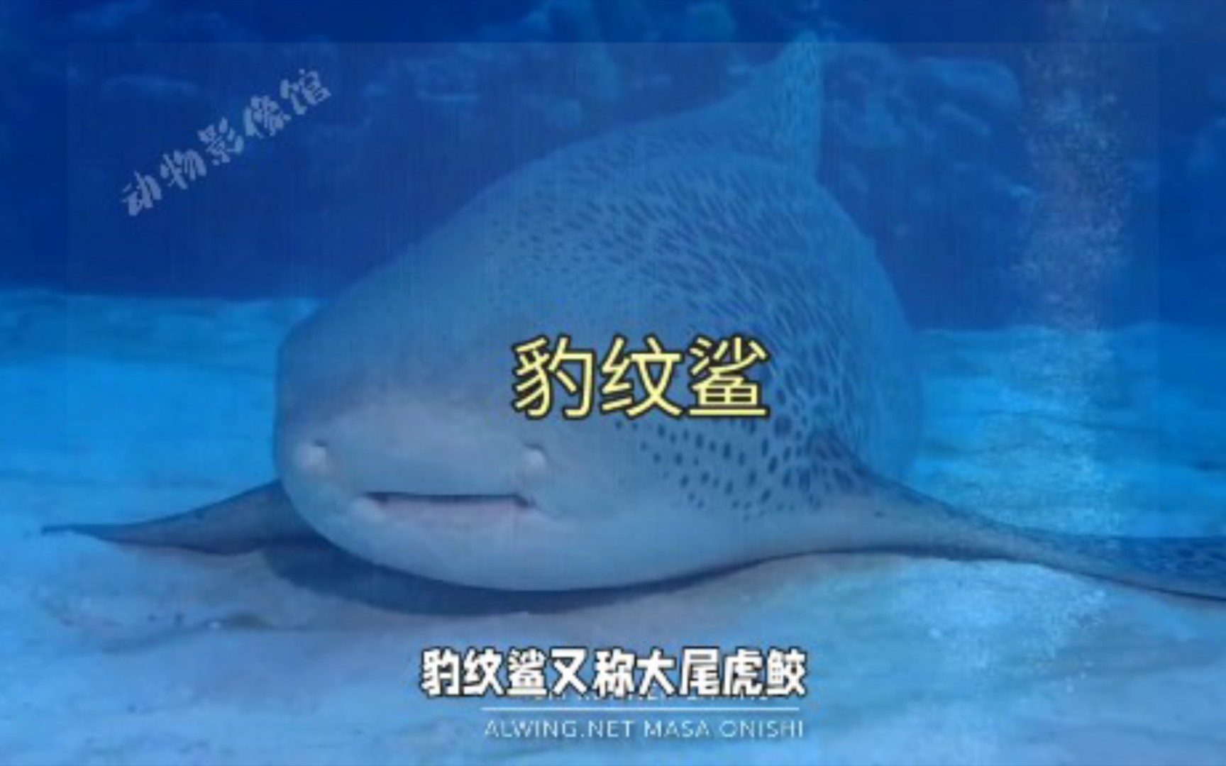 豹纹鲨:赶时髦的鲨鱼