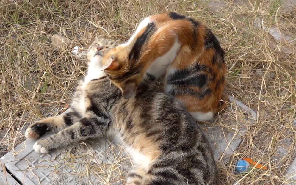 三花猫霸王硬上弓,狸花猫一脸享受