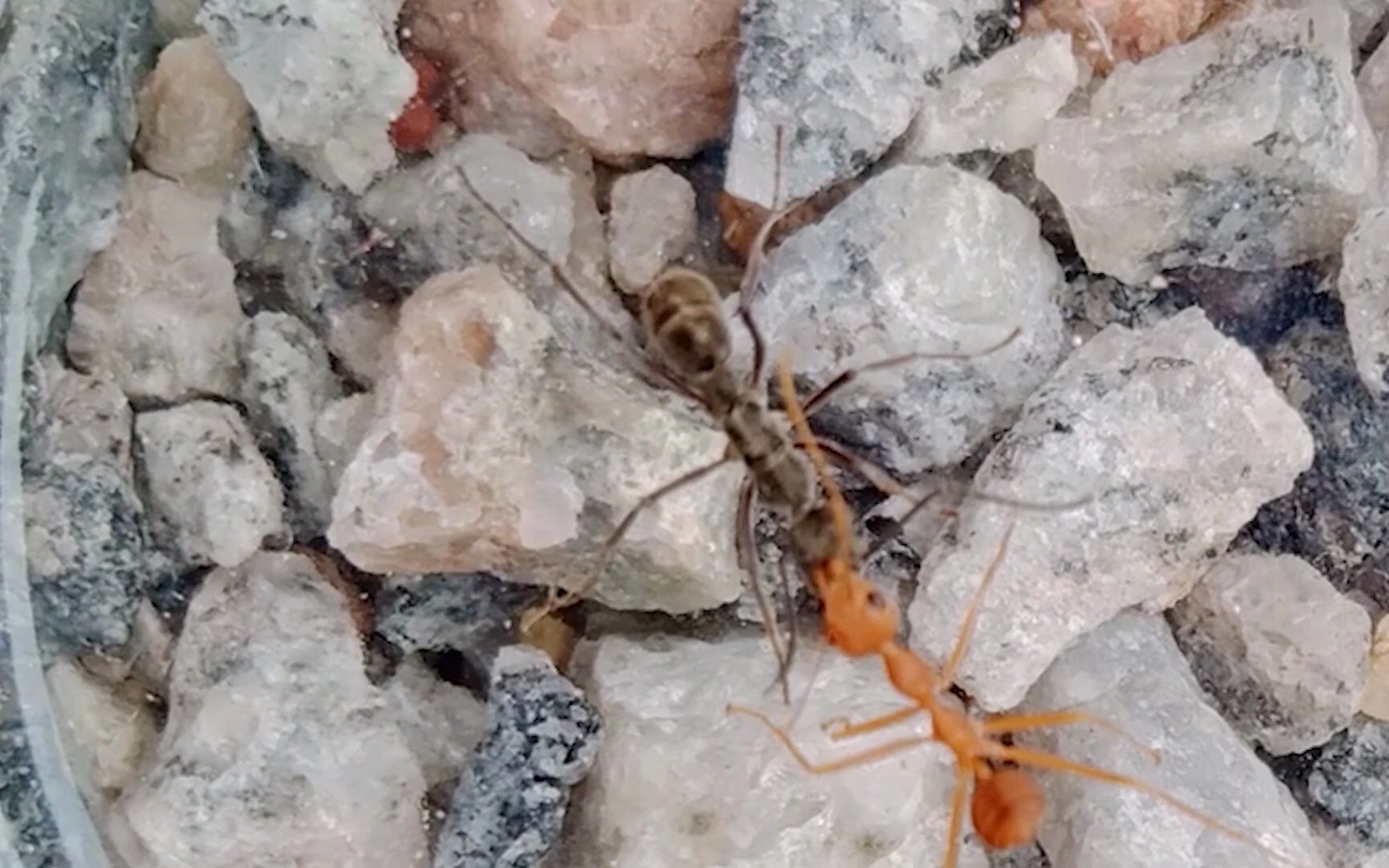 大齿猛蚁vs巨猎猛蚁图片