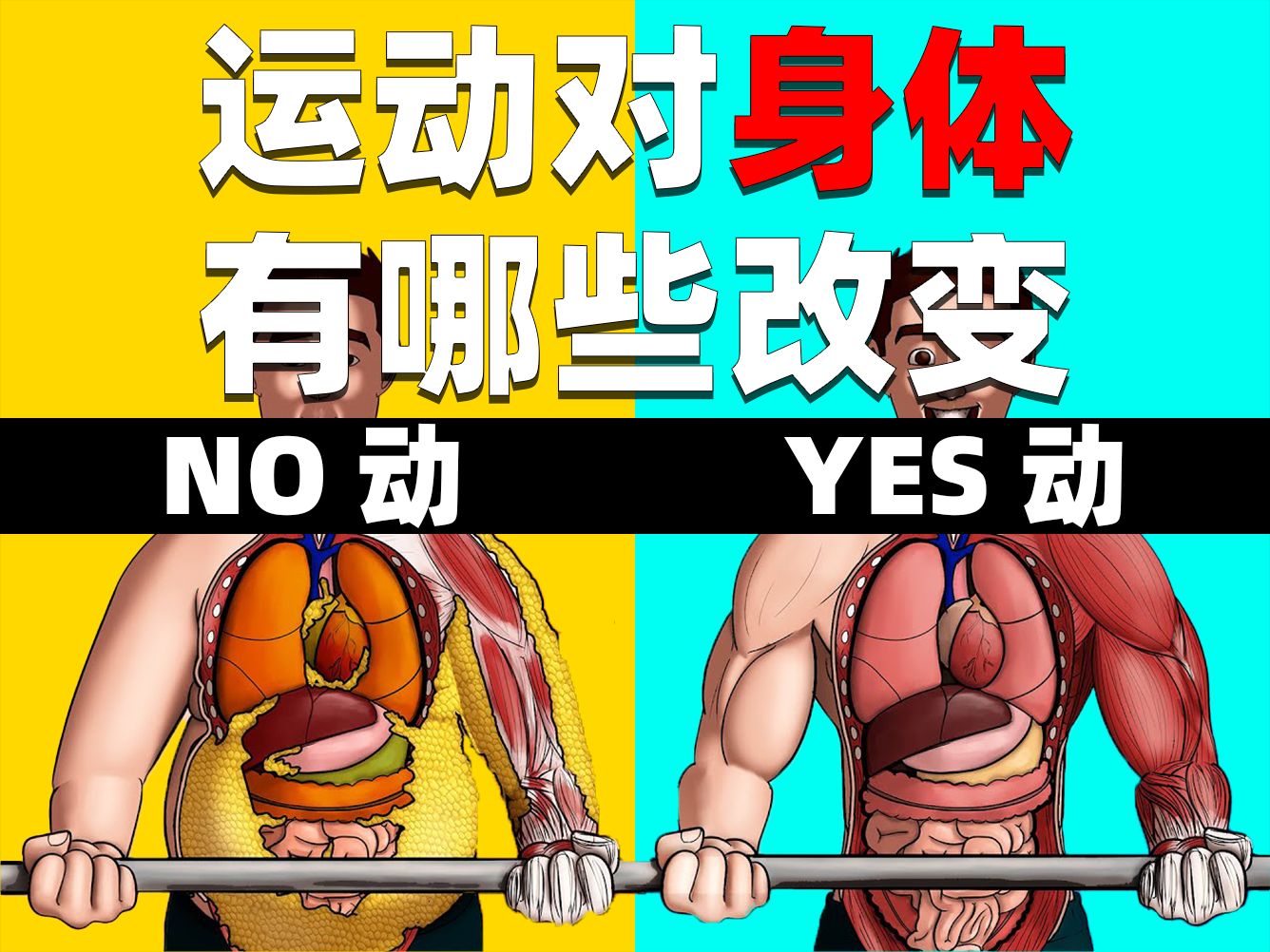 运动对身体有哪些改变哔哩哔哩bilibili