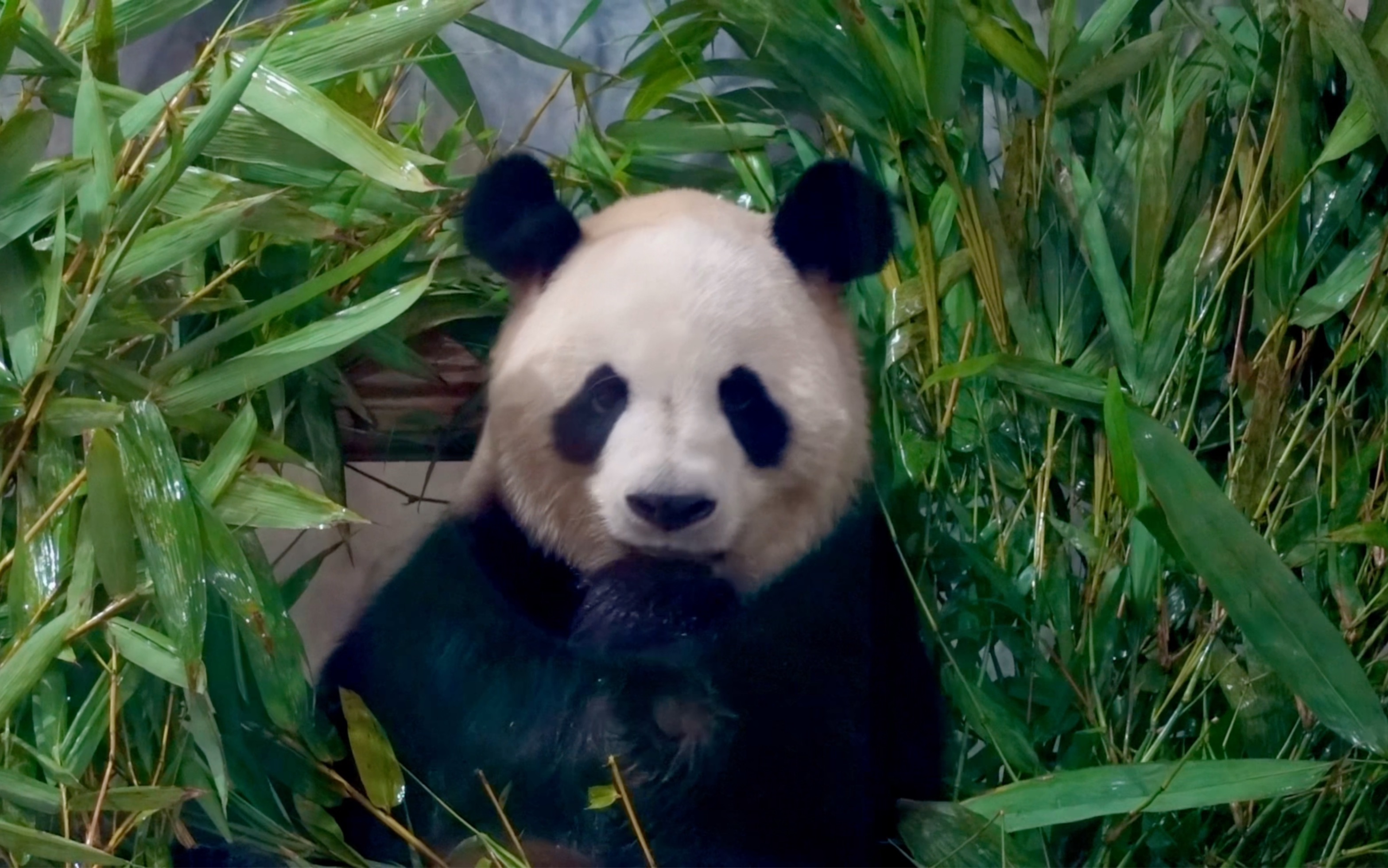 猪猪:吃不完 根本吃不完(╯3╰)